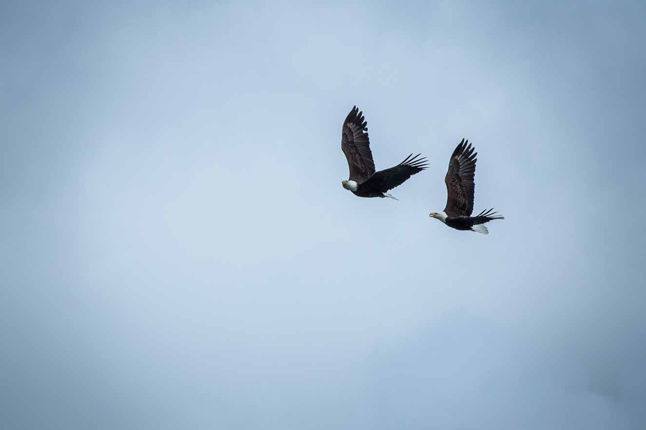 Sawmill Bay 3 Eagles