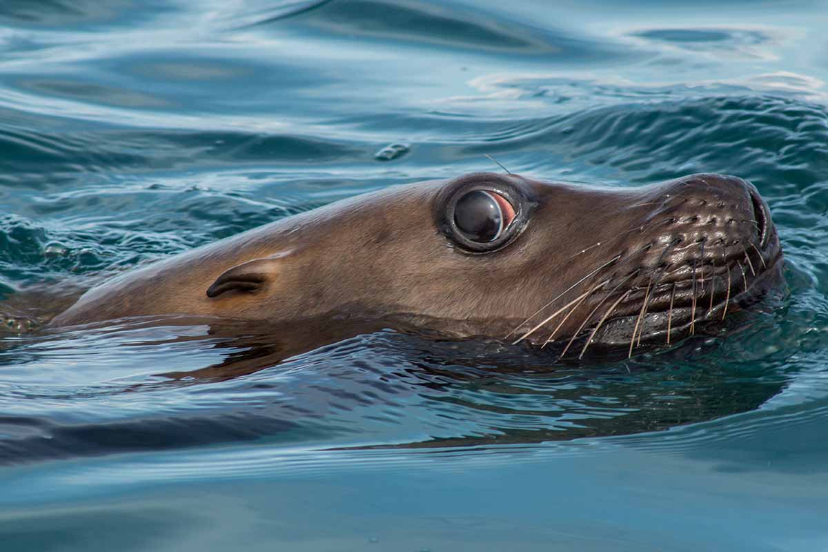 Glacier Island Columbia Glacier camp 10