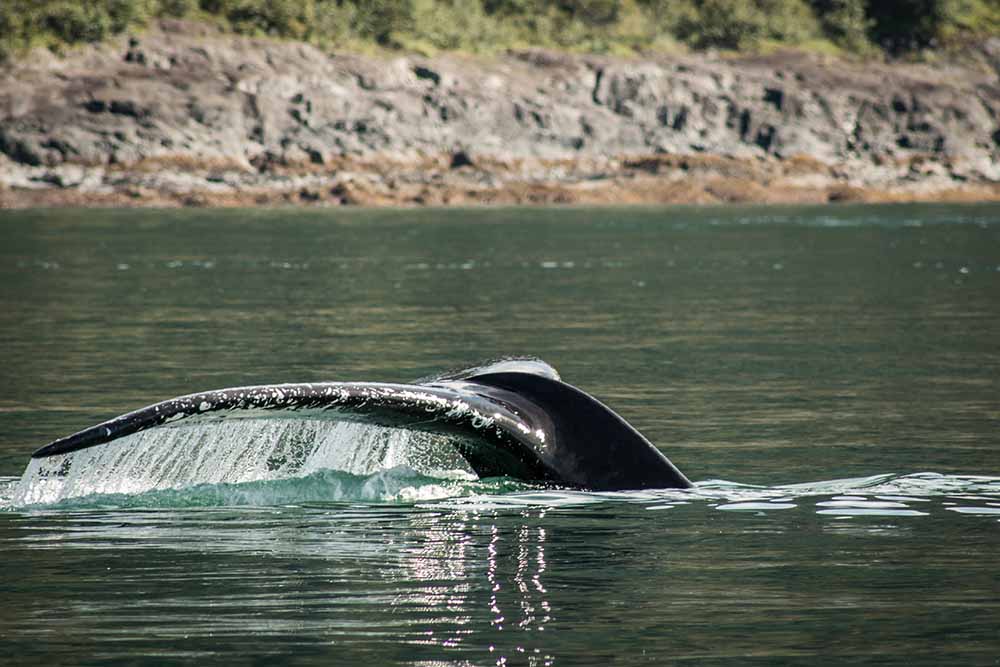 Glacier Island Columbia Glacier camp 13