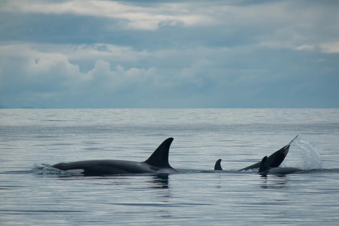 Glacier Island Columbia Glacier camp 15