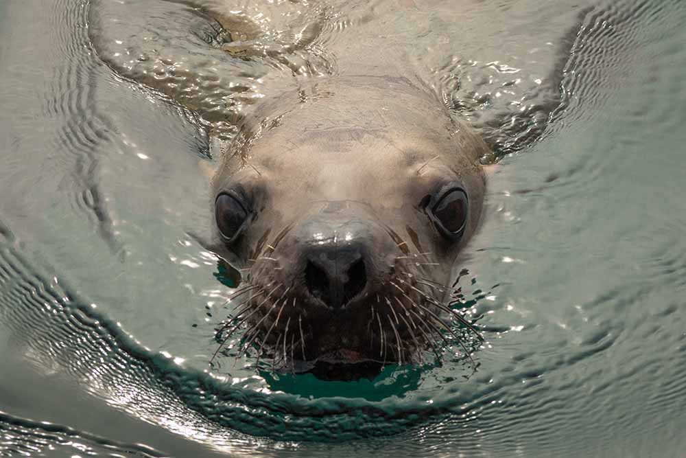 Glacier Island Columbia Glacier camp 16