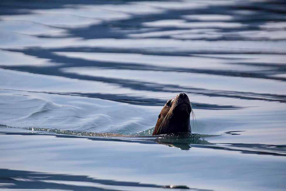 Glacier Island Columbia Glacier camp 23