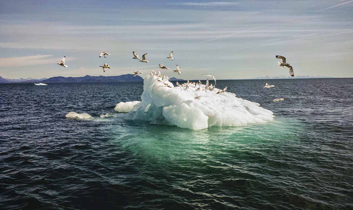 Glacier Island Columbia Glacier camp 31