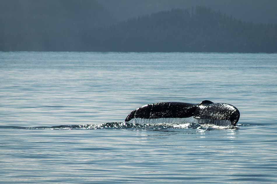 Glacier Island Columbia Glacier camp 4