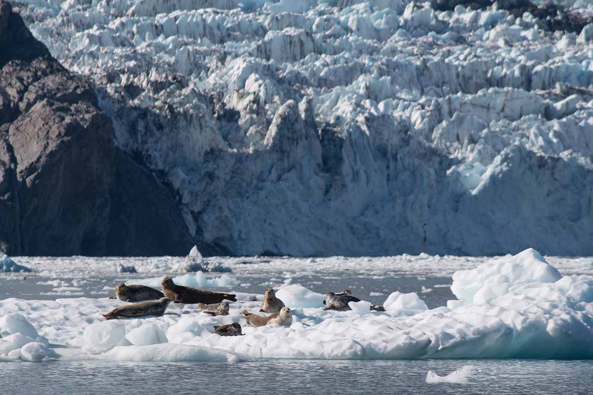Glacier Island Columbia Glacier camp 50