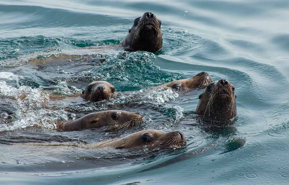 Glacier Island Columbia Glacier camp 6
